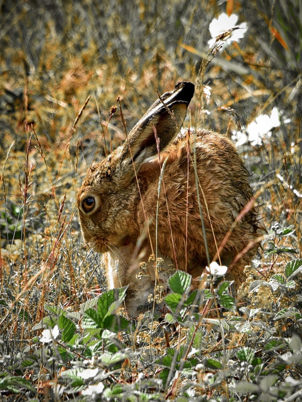 Brown Hare at Dry Rigg Quarry